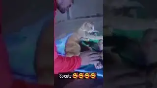 🐱🎥 Ultimate Cat Adventure! 5 Hilarious Moments! 😹😻