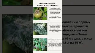 Болезни томатов (грибные) и как с ними бороться