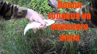 ловля голавля на майского жука  р Ока Московская область