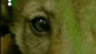 Animals A to Z - Wolf