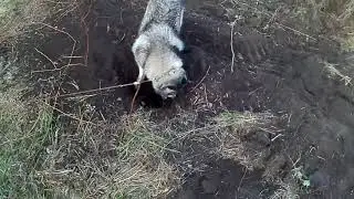 Успешная охота хаски Сэма на хомяка. 