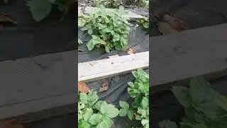 душистая земляника.