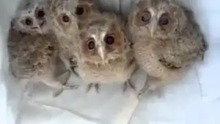Furby with ubersweet eyes   baby owls