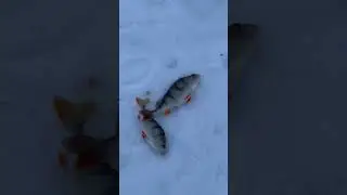 Огромные окуни! Мы нашли их☝️