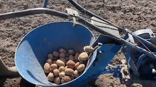 Работа и обзор картофелесожалки для мотоблока #картофель #огород #мотоблок
