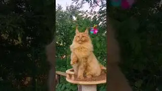 Красавец Ватсон! #мейнкун #котенокмейнкун #котята
