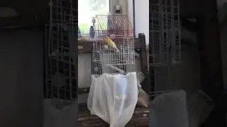 Dünyayı dize getiren ses