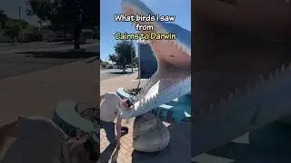 What birds did I see while driving from Cairns to Darwin 🦅 🚘