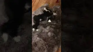 Charlie Tibetan Terrier Loves New Rug