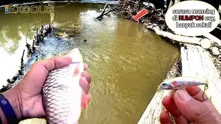 RUMPON ALAMI PERSEMBUNYIAN IKAN HAMPALA, SEBARAU atau ADUNGAN
