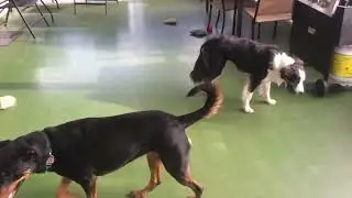 OFF LEASH, RECALL, PROBLEM SOLVING, SOCIALIZATION AND REACTIVITY TRAINING, two different dog breeds.