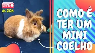 🔴 Live - Como É Ter Um Mini Coelho - HalineCor