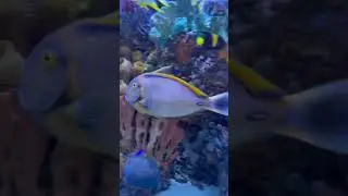 2,000 Gallon Home Aquarium!
