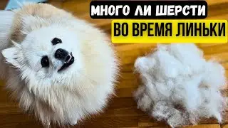 Смотрите сколько шерсти во время линьки ШПИЦА 🐾