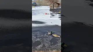 Какие они счастливые!👍♥️🦆🦆