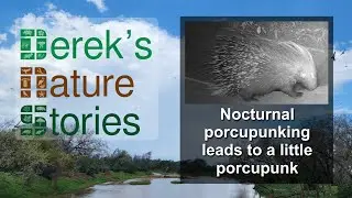 Nocturnal porcupunking leads to a little porcupunk