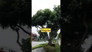 huge mango tree 