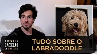 TUDO SOBRE O LABRADOODLE | JULINHO CASARES