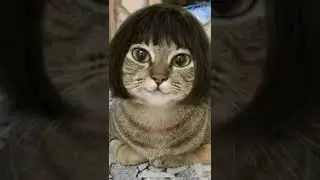 Что ты хочешь? Сосисочку. Кот Бендер.  