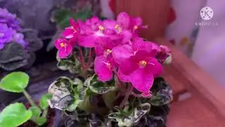 Все мои цветущие ФИАЛКИ на стеллаже. Май 2021.