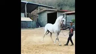Caballo semental español