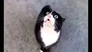 Что сказала кошка  Прикол!