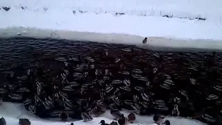 Утки на Лихоборке