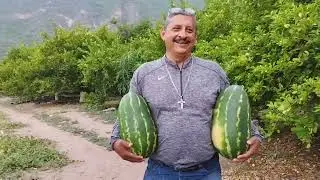 Indiscutible, Tlalcozotitlan es la capital Mundial de las Sandías, Rojas, jugozas y Dulces.