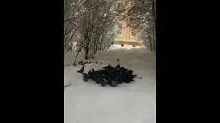Типичный Норильск🤗