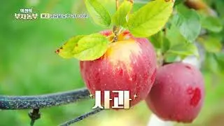 [역전의 부자농부 327회 예고] 사과로 연 매출 4억 원! 경북 청송 박강열/박진혁 부자농부
