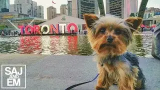 DOBBY DOES TORONTO!