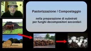 Compostaggio e pastorizzazione per la coltivazione di Agaricus bisporus ed altri funghi