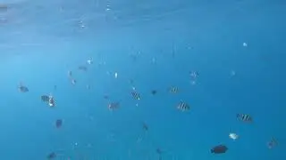 Marsa-Alam, Abu Dabbab, Malikia reef