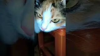 Урок кошематики #жизнькота #кот #приколыскотами