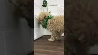 ペットショップ 犬の家 中津川店 「マルプー♂」「112739」