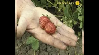 Четыре секрета садовой земляники: два года на одном месте, подкормка, полив, выбор сорта.
