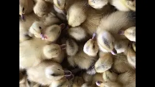 Duck family