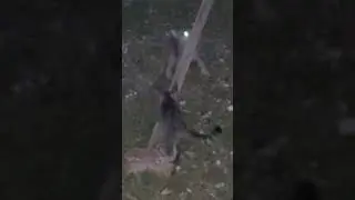 Все младшие Царапычи  на рассвете, только старшего Царапа не видать))