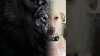 The Wild Side of our Dogs