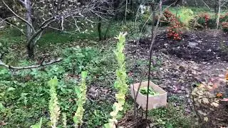 Как я впервые ферментирую табак