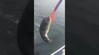 Рыба фугу Охотского моря, Сахалин