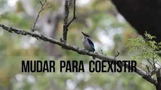 Gilé: Mudar Para Coexistir (ENG)
