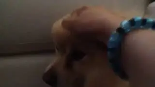 The Cutest Dog In The World :) Yoshi (Check Desc!!!)