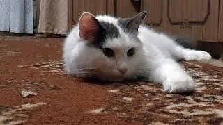 Cat and butterfly