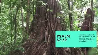 VIDEO VERSES; PSALM 37 #standingonthePromisesofGod #God`sPromises #classicalMusic