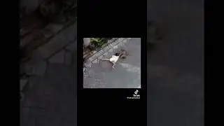 Vivo the monkey kidnaps a child