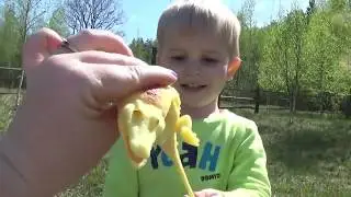 Игрушка Крокодил. Видео для детей