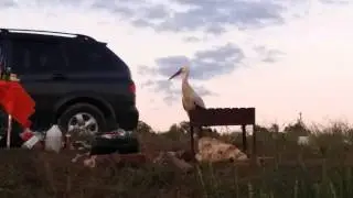 Аист на реке Волхов