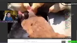 БРАТИШКИН РЕАГИРУЕТ КАК КУРИЦЫ ЕДЯТ КУРИЦУ