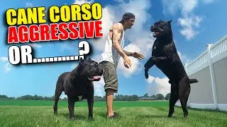 Cane Corso Aggressive Or.....